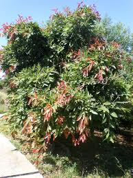 Image result for Ficus ingens