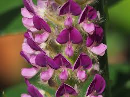 Image result for Uraria