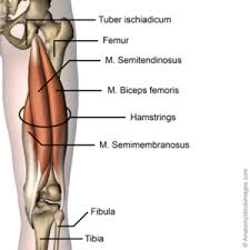 Semimembranosus Tendinopathy Physiopedia