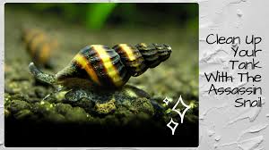 They eat algae, clean up uneaten fish food, break down fish waste, and help feed the snail eaters in your fish tank. Clean Up Your Tank With The Assassin Snail Fish Life Today