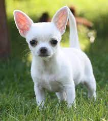 Puppies Chihuahua Sale Hong Kong Chihuahua Pup Buy Puppy Chihuahua Breeders Chihuahua Dogs Breed Chihuahua Dogs For Adoption