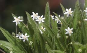 Image result for Hypoxis