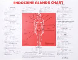 Amazon In Buy Endocrine Glands Chart Book Online At Low