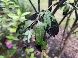 After finding some mold on the window sills, i decided to research how to get rid of mold naturally and try out all the natural methods to see what worked. How To Remove Black Sooty Mold Garden Down South