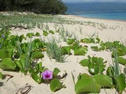 Image result for Ipomoea richardsiae