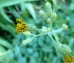 Image result for Senecio oxyriifolius