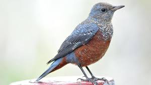 Image result for Subularia monticola