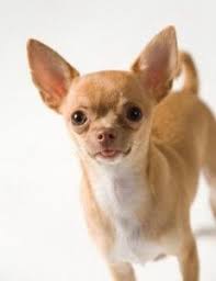El Mundo Animal El Chihuahua Razas De Perros Chihuahua Perros Chihuahua Chihuahua