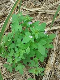 Image result for Cleome rutidosperma
