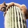 The saguaro cactus is a giant cactus that grows in the sonoran desert. Https Encrypted Tbn0 Gstatic Com Images Q Tbn And9gctpvodxc Gr1 Dxk5hc Cvjcocbsghmxvuxgi2lkfmtrj 8tpel Usqp Cau