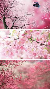 Search free cherry blossom wallpapers on zedge and personalize your phone to suit you. Sakura Wallpapers Japanese Cherry Blossom Flowers Apps 148apps