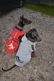 Näh dir deinen pullover einfach selbst!. Ist Kleidung Regenmantel Fur Kleine Grosse Hunde Sinnvoll