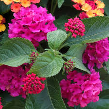 Image result for Lantana rugosa