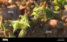 Image result for Oxygonum