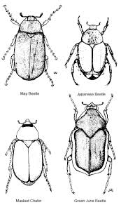 Controlling White Grubs In Turfgrass Entomology