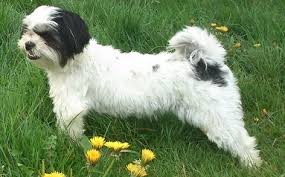 Leider kann auch jahre nach der hundehaltung eine allergie auftreten. Allergikerhunde Allergiefreie Hunde Fur Allergiker Bilder Und Tipps