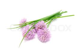 Apr 30, 2021 · if you're making a potato salad flavored with chive leaves, crumble a few flower heads in there as well. Chives And Chive Flowers Isolated On Stock Image Colourbox