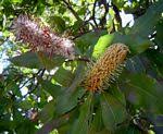 Image result for Faurea rochetiana