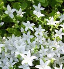 Zvoncek Skalnickovy Silberregen Plants Campanula Shade Garden