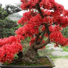 Ein gartenbonsai dominiert seinen standort und. Grosshandel 10 Stucke Rot Japanischen Kirschbluten Samen Hof Garten Bonsai Tree Seeds Kleine Sakura Baum Samen Mischfarben Von Lijiao 4 32 Auf De Dhgate Com Dhgate