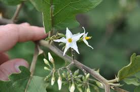 Image result for Solanum torvum