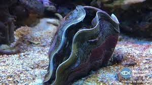 So i picked the ones that do not immediately close into a separate bag. Giant Clam Opens Up Youtube