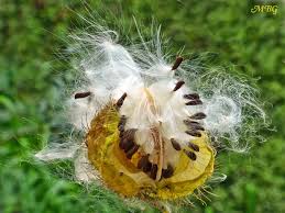Gomphocarpus Fruticosus Swan Milkweed For Monarchs Milkweed Milkweed Seeds Milkweed Plant