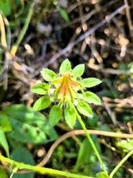 Image result for Hibiscus surattensis