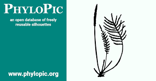 Image result for Hydrostachyaceae