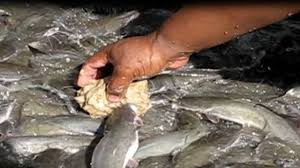 Cek cara membuat nugget ayam. Cara Membuat Pakan Lele Dari Dedak Arenahewan Com