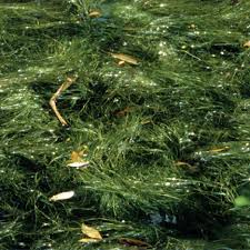 Image result for Potamogetonaceae