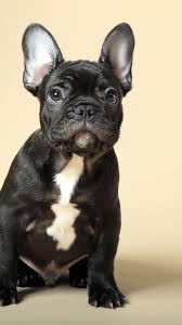 French Bulldog Puppy Cute Animals 4k French Bulldog 640x1138 Download Hd Wallpaper Wallpapertip