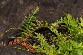 Image result for Ampelopteris