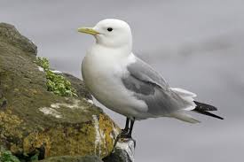 Image result for Tristachya lualabaensis