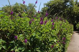 Image result for Stachytarpheta mutabilis