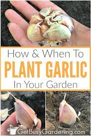 When How To Plant Garlic In Your Garden Planting Garlic Growing Garlic Container Gardening Vegetables