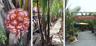 Seperti juga anda membeli barangan lain, membeli makanan juga anda kena. Antara Tempat Makan Menarik Di Perlis My Story