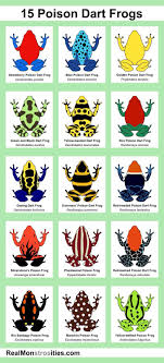 15 Poison Dart Frogs Poison Dart Frogs Poison Dart