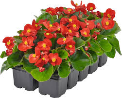 Image result for begonia semperflorens