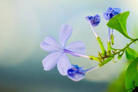Maybe you would like to learn more about one of these? Blue Flower Dan Flower Plant Nature Bloom Green Blue Flowers Light Natural Flowering Hua Xie Pikist