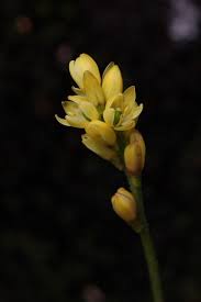 Image result for Anthericaceae