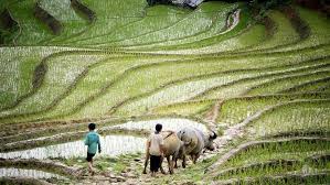 Vietnam Transforming Livelihoods For Coffee And Rice Producers