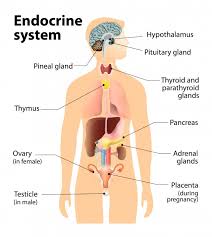 Essentially, the pelvis is a main point in the body that provides balance and support for the trunk. What Is The Endocrine System Us Epa