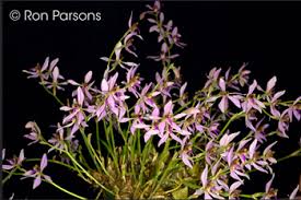 Image result for Ancistrochilus rothschildianus