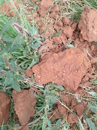 Image result for Nephrangis