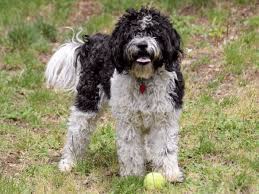 How big does the saint berdoodle get? Saint Bernard Poodle Mix Puppies Ideal Family Dogs