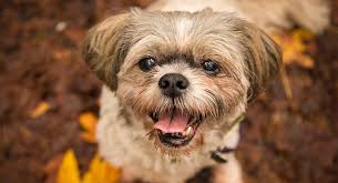 Poodle mix is 12 years old but runs and plays like he was 5. Shih Tzu Dog Breed Information Center Discover A Distinctive Little Dog