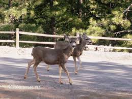 Check spelling or type a new query. Hualapai Mountain Park Online Reservations