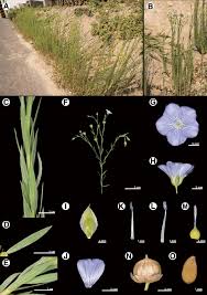 Image result for Linum usitatissimum