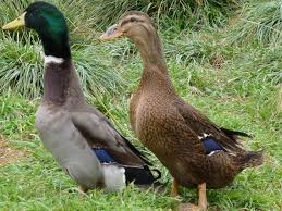 Rouen Ducklings Duck Breeds Rouen Duck Ducklings
